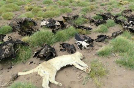 Conmoción en Mendoza por la muerte de 36 cóndores y un puma: se investigan las causas
