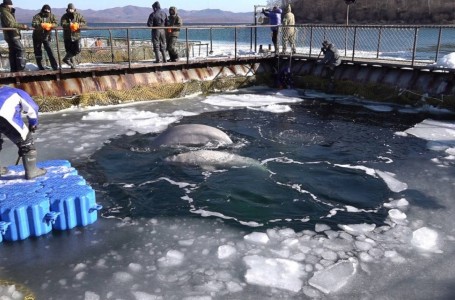 Rusia inicia la liberación de las ballenas “encarceladas”