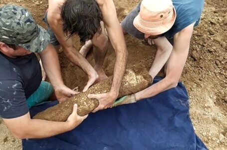 Hallaron un gliptodonte de 3 millones de años en la playa de Mar del Plata