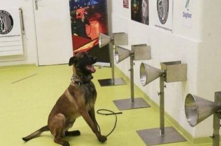 La UBA entrena perros para detectar coronavirus con el olfato