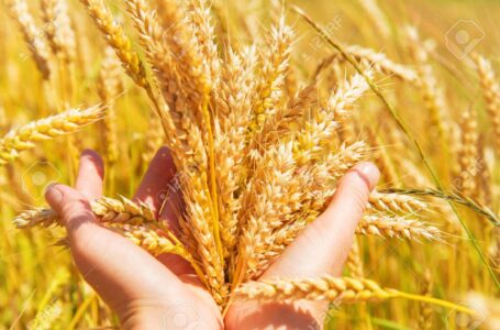 Nueva tendencia en el precio de los granos: subió el trigo y bajó la soja