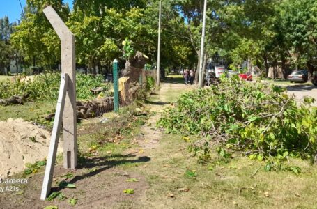 Vecinos alarmados por la quita de árboles en el Polideportivo Municipal