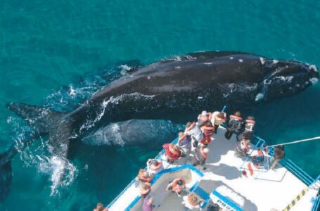 Se divisaron las primeras ballenas de la temporada en cercanías de Península Valdés