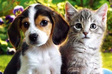 Nueva York quiere prohibir la venta de perros y gatos en tiendas