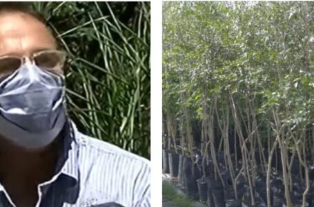 Plantarán 20 árboles nativos en el Paseo de la Estación de Funes