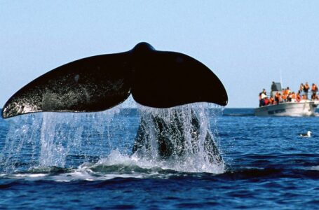 Vuelven las ballenas a Península Valdés: cuándo empieza la temporada 2023 y qué opciones de avistaje existen