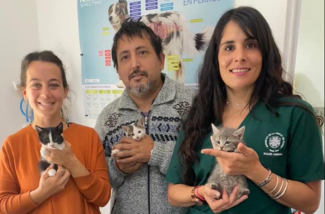 Salud Animal de la Municipalidad de Funes, rescató felinos