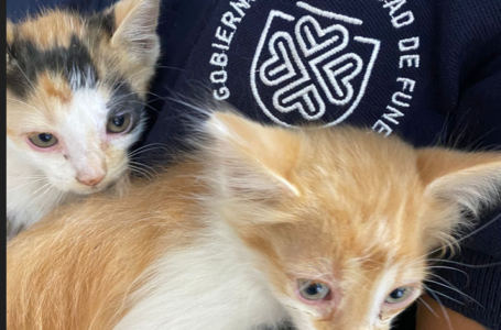 Operativo de Rescate de gatos bebes de Salud Animal
