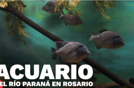 El “Acuario del Río Paraná” celebra sus 6 años con una propuesta para toda la familia