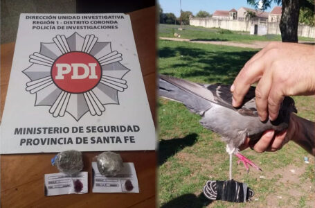 Cárcel de Coronda: hallaron una paloma mensajera con marihuana