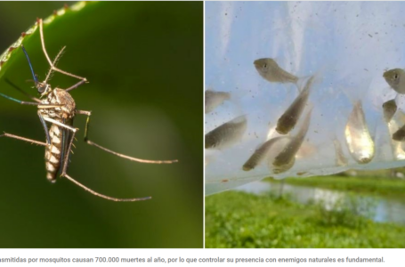Dengue: siembran peces “chanchita” en un Barrio Privado de Funes para controlar al mosquito